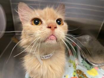 SHILOH -  Domestic Medium Hair Cat for Adoption in Tustin, California - SHILOH | PetCurious