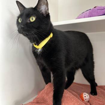 Domestic Short Hair Cats Available for Adoption in La Grange Park, Illinois - Vader | PetCurious