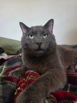 Toby -  Domestic Medium Hair and Russian Blue Cat for Adoption in Mechanicsburg, Pennsylvania - Toby | PetCurious