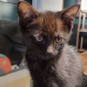 Rescue Domestic Short Hair Cats for Adoption in Sandy Springs, Georgia - Cordi | PetCurious