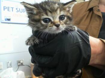 Rescue Domestic Short Hair Cats for Adoption in Dallas, Texas - MISHA | PetCurious