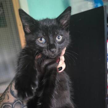 Bubble -  Domestic Short Hair Cat for Adoption in Sunrise, Florida - Bubble | PetCurious