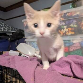 Alderpaw -  Domestic Short Hair Cat for Adoption in Greenwood, Missouri - Alderpaw | PetCurious