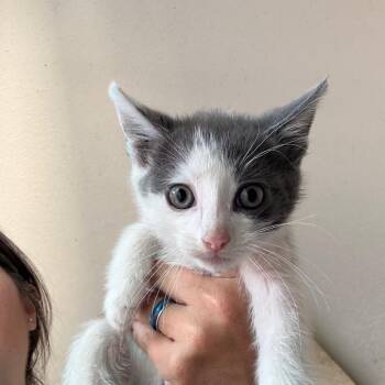 Emerson -  Domestic Short Hair Cat for Adoption in Yucaipa, California - Emerson | PetCurious
