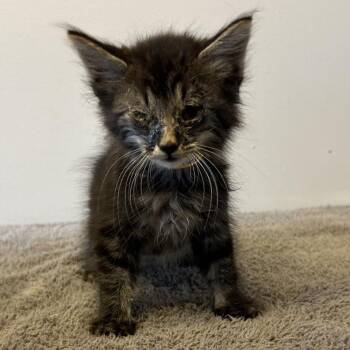 IVHS-Stray-139225 -  Domestic Medium Hair Cat for Adoption in San Gabriel, California - IVHS-Stray-139225 | PetCurious
