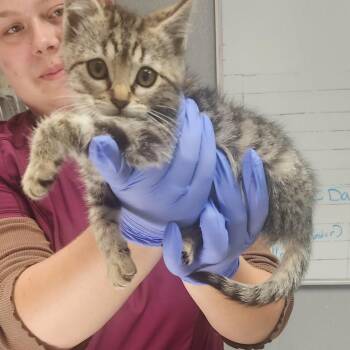 Salty -  Domestic Short Hair Cat for Adoption in Fort Bragg, California - Salty | PetCurious