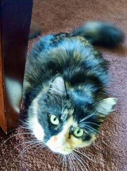 Domestic Medium Hair Cats Available for Adoption in Trenton, New Jersey - Miss Love Bug | PetCurious