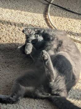 Domestic Short Hair Cats Available for Adoption - Norma | PetCurious