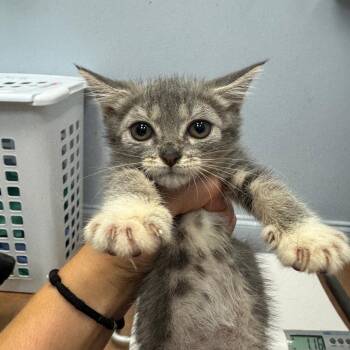 Lil Grey -  Domestic Short Hair Cat for Adoption in Port Charlotte, Florida - Lil Grey | PetCurious