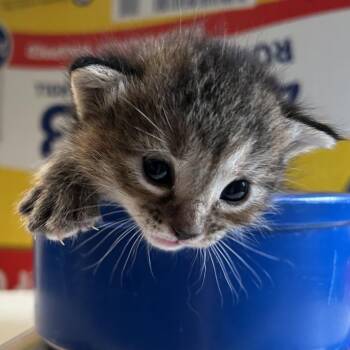 Cas -  Domestic Short Hair Cat for Adoption in Denver, Colorado - Cas | PetCurious