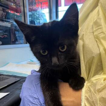 Jamie -  Domestic Short Hair Cat for Adoption in Salt Lake City, Utah - Jamie | PetCurious