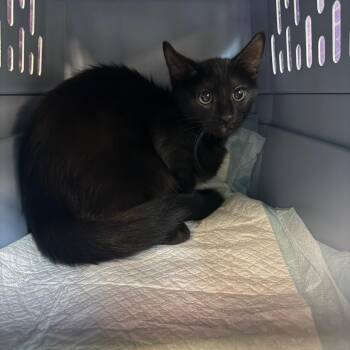 Why -  Domestic Short Hair Cat for Adoption in Emporia, Kansas - Why | PetCurious