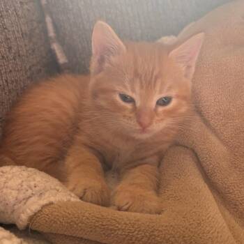 Fruit Tart -  Domestic Medium Hair Cat for Adoption in Bentonville, Arkansas - Fruit Tart | PetCurious