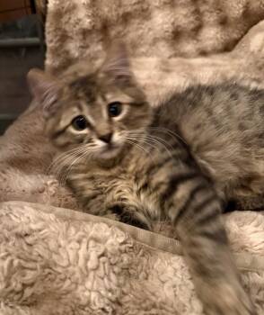 Fred -  Domestic Medium Hair Cat for Adoption in Albuquerque, New Mexico - Fred | PetCurious