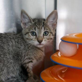 Hissy Prissy -  Domestic Short Hair Cat for Adoption in Bradenton, Florida - Hissy Prissy | PetCurious