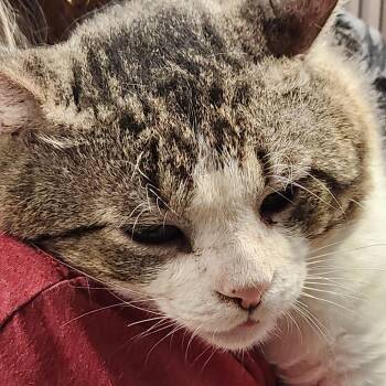 Domestic Short Hair Cats Available for Adoption in Corsicana, Texas - Titan C46379 | PetCurious