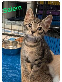 Rescue American Shorthair Cats for Adoption in Orlando, Florida - Salem (Orlando,  FL) | PetCurious