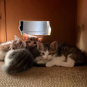 Mocha Latte 11 -  Domestic Short Hair Cat for Adoption in Austin, Texas - Mocha Latte 11 | PetCurious