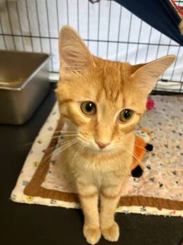 Rescue Domestic Short Hair Cats for Adoption in Lunenburg, Massachusetts - Obi-Wan Catnobi | PetCurious