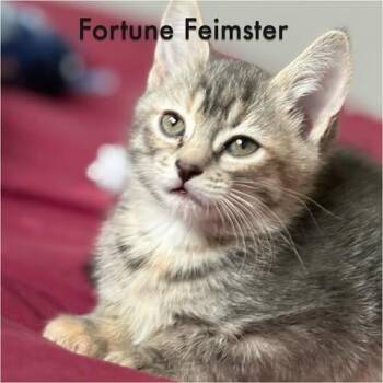 Domestic Short Hair Cats Available for Adoption in Calgary, Alberta - Fortune Feimster | PetCurious