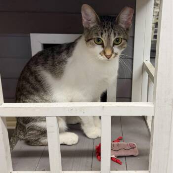 Omi -  Tabby Cat for Adoption in Humble, Texas - Omi | PetCurious