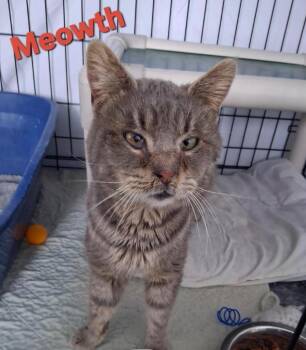 Domestic Short Hair Cats Available for Adoption - Meowth | PetCurious