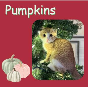 Domestic Short Hair Cats Available for Adoption - Pumpkins | PetCurious