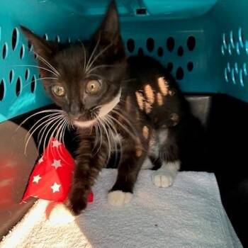 Felicia - Chow Hound Northland -  Domestic Short Hair Cat for Adoption in Grand Rapids, Michigan - Felicia - Chow Hound Northland | PetCurious