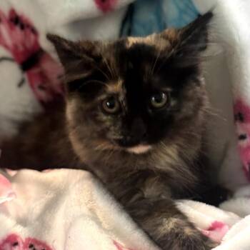 Carousel -  Domestic Long Hair Cat for Adoption in Muncie, Indiana - Carousel | PetCurious