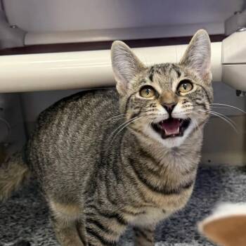Runner -  Domestic Short Hair Cat for Adoption in Dunkirk, New York - Runner | PetCurious