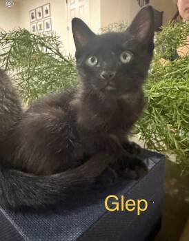 Glep -  Domestic Short Hair Cat for Adoption in Scottsdale, Arizona - Glep | PetCurious
