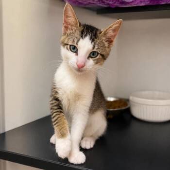 Lasso -  Domestic Short Hair Cat for Adoption in Wichita, Kansas - Lasso | PetCurious