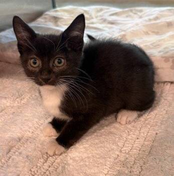 Courtney LaPlante -  Domestic Short Hair Cat for Adoption in Midland, Virginia - Courtney LaPlante | PetCurious