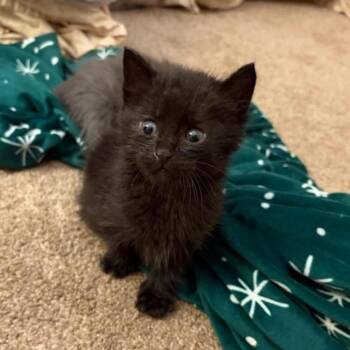 Domestic Short Hair Cats Available for Adoption in League City, Texas - Jinxy | PetCurious