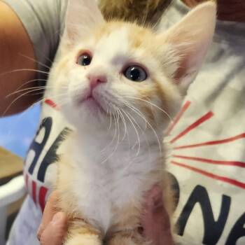 F - Carmel -  Domestic Medium Hair Cat for Adoption in Arizona City, Arizona - F - Carmel | PetCurious