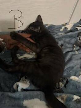 GORDO -  Domestic Short Hair Cat for Adoption in San Antonio, Texas - GORDO | PetCurious