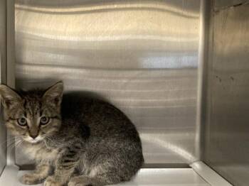MEGHAN -  Domestic Short Hair Cat for Adoption in Tustin, California - MEGHAN | PetCurious