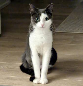 Peanut -  Domestic Short Hair Cat for Adoption in Vaughan, Ontario - Peanut | PetCurious