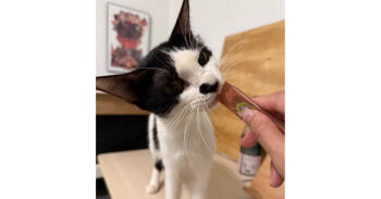 Rescue Domestic Short Hair Cats for Adoption in Dallas, Texas - Betty | PetCurious