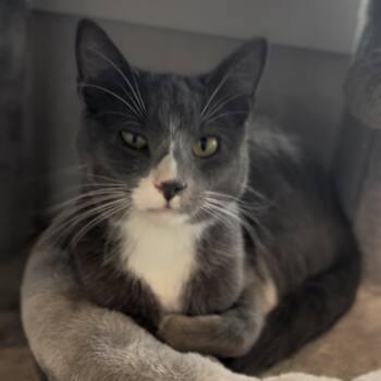 Domestic Short Hair Cats Available for Adoption in Midland, Texas - Taco | PetCurious