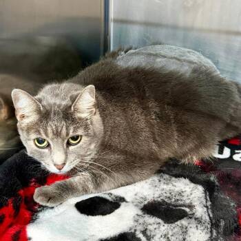 Sei -  Domestic Medium Hair Cat for Adoption in Fairmont, West Virginia - Sei | PetCurious