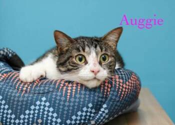 Auggie -  Domestic Short Hair Cat for Adoption in Parma, Ohio - Auggie | PetCurious