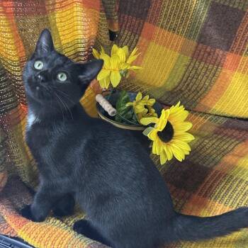 Boo! -  Bombay Cat for Adoption in Mount Vernon, Illinois - Boo! | PetCurious