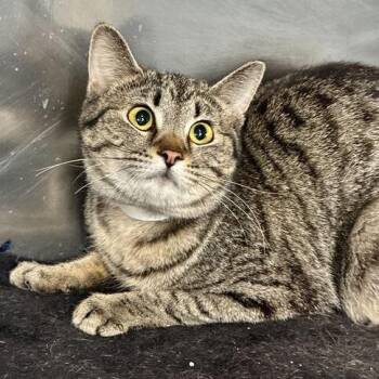 Domestic Short Hair Cats Available for Adoption - Charris | PetCurious