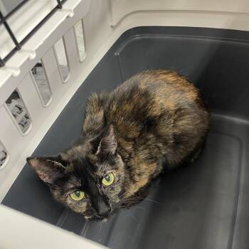 Kyra -  Domestic Short Hair Cat for Adoption in Spokane, Washington - Kyra | PetCurious