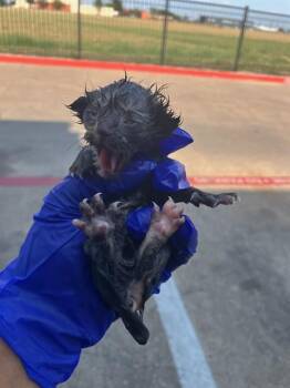 SUZIE -  Domestic Short Hair Cat for Adoption in Dallas, Texas - SUZIE | PetCurious