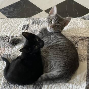 Rescue Domestic Short Hair Cats for Adoption in Houston, Texas - Miles | PetCurious