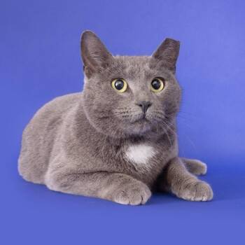 Domestic Short Hair Cats Available for Adoption - Gracie | PetCurious