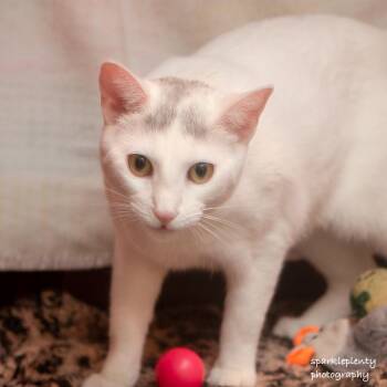 Marissa -  Domestic Short Hair Cat Available for Adoption in Ridgefield, Connecticut - Marissa | PetCurious