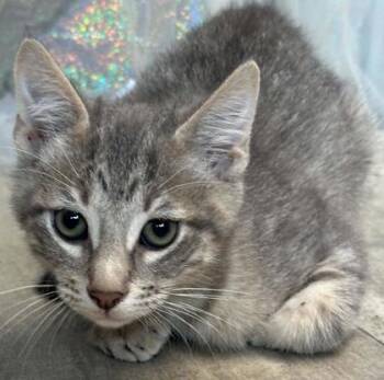 Freddy Cougar -  Domestic Short Hair Cat for Adoption in Shreveport, Louisiana - Freddy Cougar | PetCurious